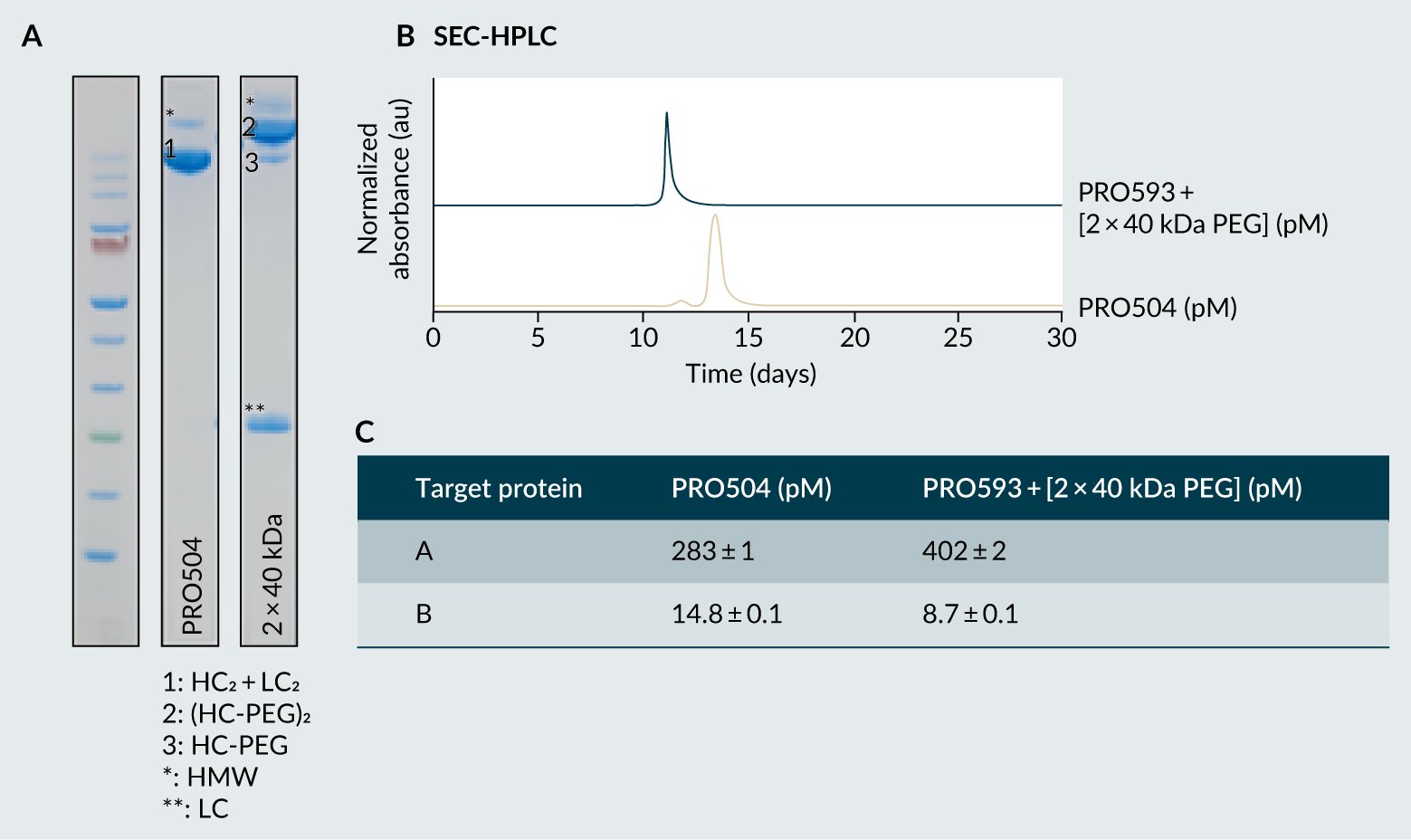 Characterization of PRO504 and PRO593 + [2 × 40 kDa PEG] by (A) SDS-PAGE, (B) SEC-HPLC, and (C) KD to target proteins A and B by SPR.